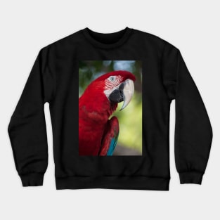 Scarlet Macaw Crewneck Sweatshirt